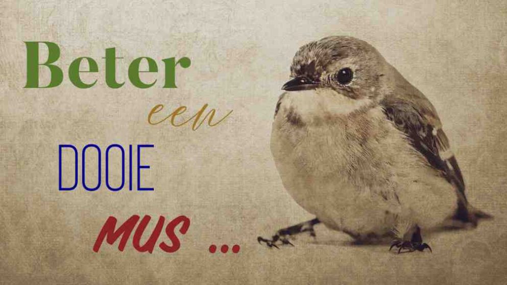 Een dooie mus